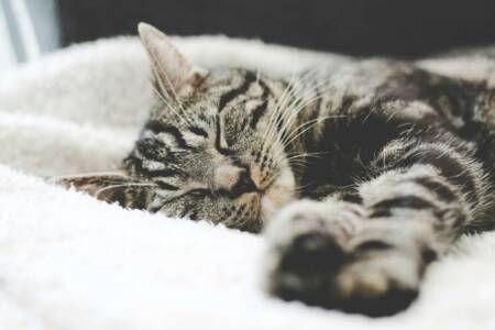 Eine entspannt schlafende Katze – steht für die ruhige Atmosphäre und katzengerechte Betreuung in der Tierarztpraxis in Duisburg-Wanheimerort