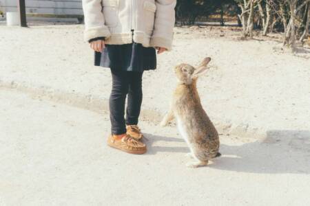 Ein Hase macht Männchen zu einem Menschen – Symbol für Vertrauen und einfühlsamen Umgang in der Tierarztpraxis in Duisburg-Wanheimerort